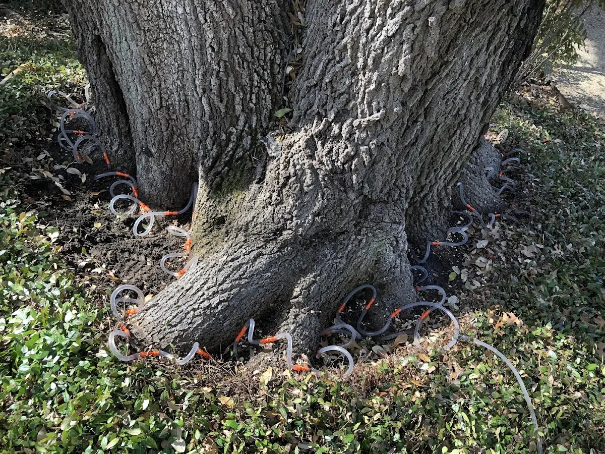 Detailed Tree Cabling and Bracing job site in Grant