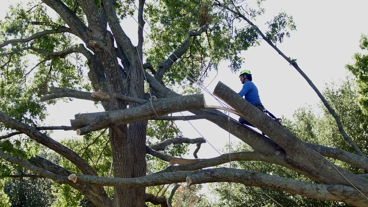Professional Hazardous Tree Removal performed by certified arborists in Grant
